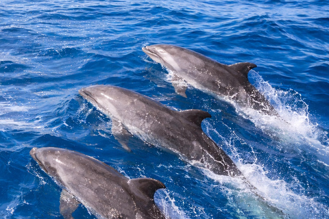 Mirissa Whale Watching Tour & Marine Life Education Session Standard Whale Watching Tour