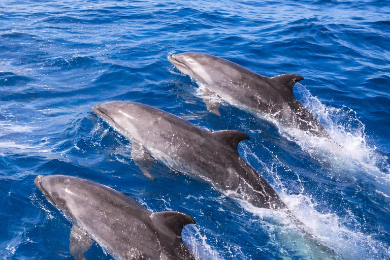 Mirissa Whale Watching Tour & Marine Life Education Session Standard Whale Watching Tour
