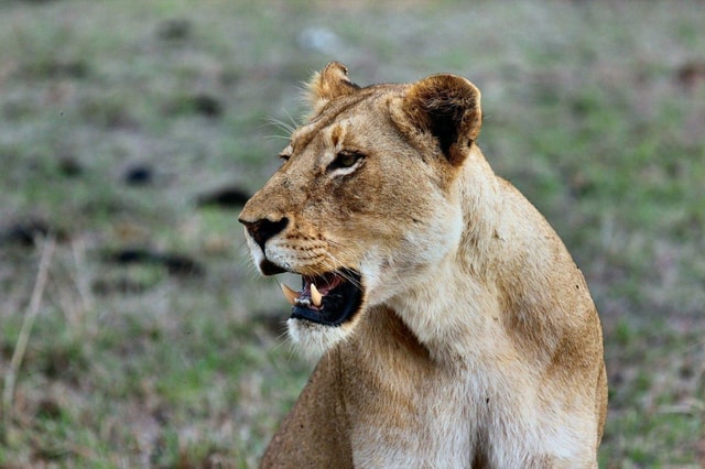 3 Days Masai Mara Daily Group Safari (Park fees excluded)