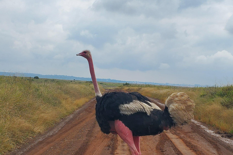 Nairobi National Park: Game Drive Tour Nairobi National Park: Game Drive Tour