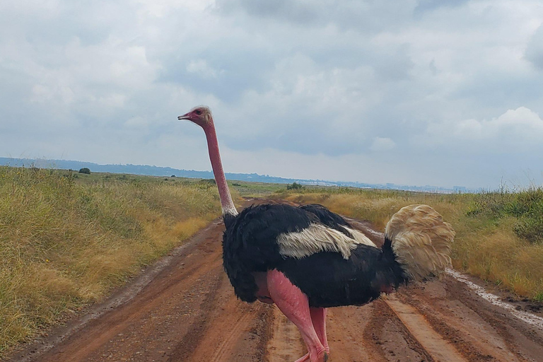 Nairobi National Park: Game Drive Tour Nairobi National Park: Game Drive Tour