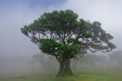 O Oeste Selvagem da Madeira: Falésias, piscinas e locais secretos!