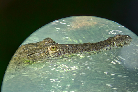 مانويل أنطونيو: جولة بالقارب بين أشجار المانغروف لمشاهدة الحيوانات