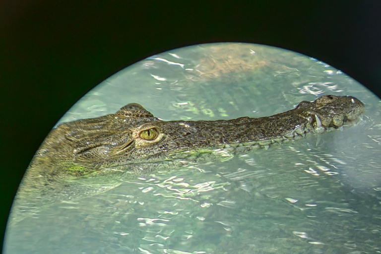 مانويل أنطونيو: جولة بالقارب بين أشجار المانغروف لمشاهدة الحيوانات