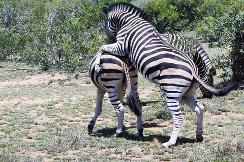 Vanuit Johannesburg: 6-daagse luxe Kruger Park safari