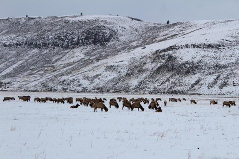 Jackson Hole: National Elk Refuge Sleigh Ride