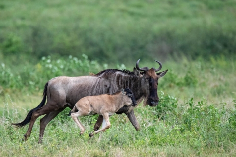 Le meilleur safari de trois jours dans la réserve de Selous Game Reserve de DSMSafari guidé dans la réserve de Selous