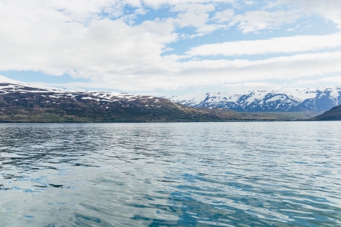 Akureyri: 3 uur walvissen spotten