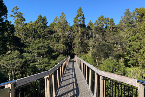 Auckland: Urban Rainforest Half-Day Small Group Walking Tour