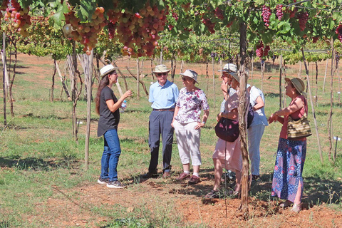 Alpujarra : visite des vignobles et apéritif local dans une cave biologique