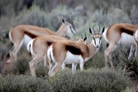 Privattransferservice, Kapstadt zum Aquila Game Reserve - Housity