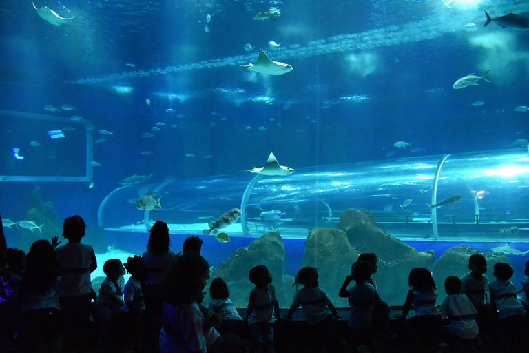 Discover AquaRio &amp; Olympic Boulevard: Marine Life and Art