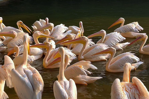 Parque das aves de Chimelong