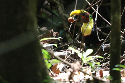 Uvita: Corcovado Rainforest & Wildlife Adventure