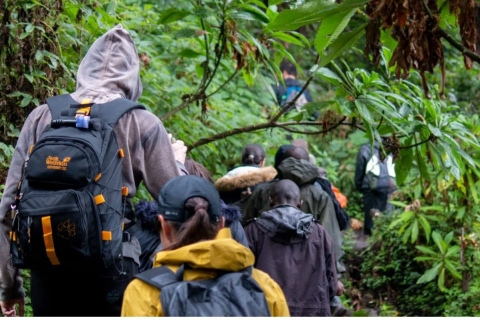 1-daagse gorilla-tracking in Rwanda vanuit Kigaki