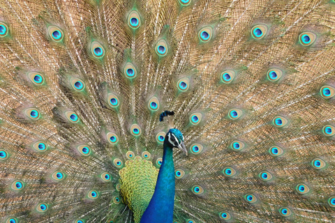 Yala & Bundala Both National Parks: One Day Safari Tour Pick up & Drop off: Yala/Tissa/Kataragama/Kirinda/Weerawila