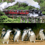 Da Melbourne: Tour combinato di Puffing Billy e Penguin Parade