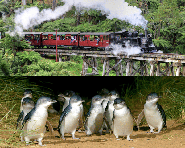 Visit From Melbourne Puffing Billy and Penguin Parade Combo Tour in Melbourne