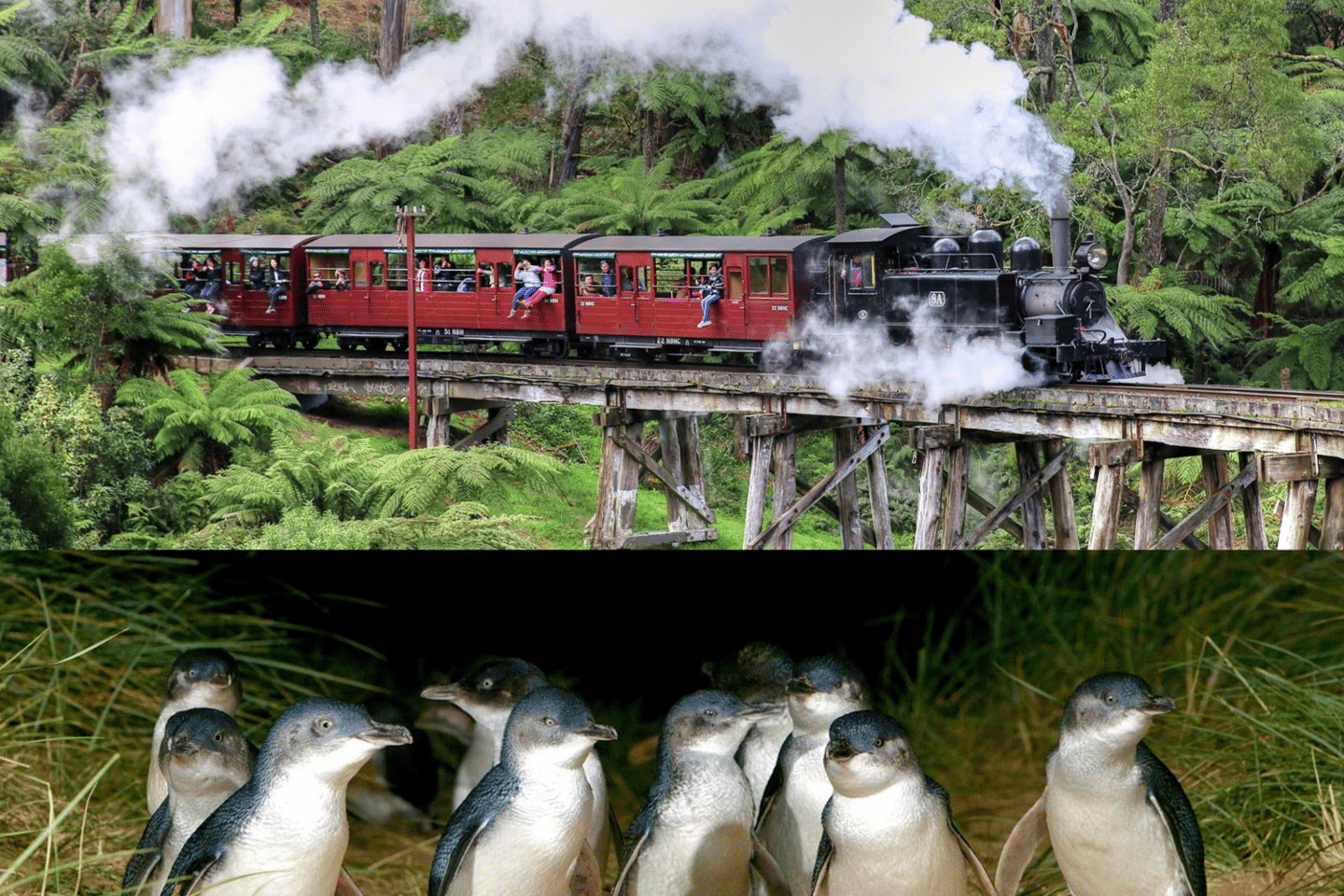 From Melbourne: Puffing Billy and Penguin Parade Combo Tour - From Melbourne: Puffing Billy and Penguin Parade Combo Tour