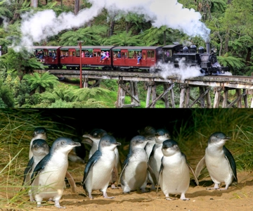De Melbourne: Tour combinado de Puffing Billy e Penguin Parade
