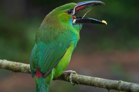 Quito: Mindo Cloud Forest 2-Day Tour with Meals & Hotel