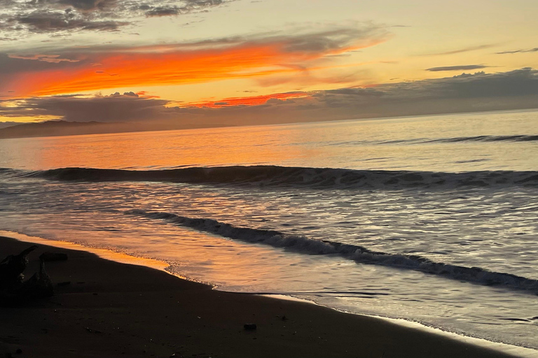 Isla Cañas: Newborn Turtle Release Tour with Breakfast