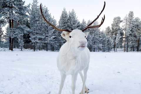 Rovaniemi: Safari z reniferami i 2,5-kilometrowa przejażdżka saniamiSafari z reniferami i 2,5-kilometrowa przejażdżka saniami