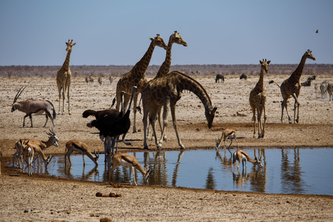 Excursión al Parque Nacional de Etosha y Swakopmund