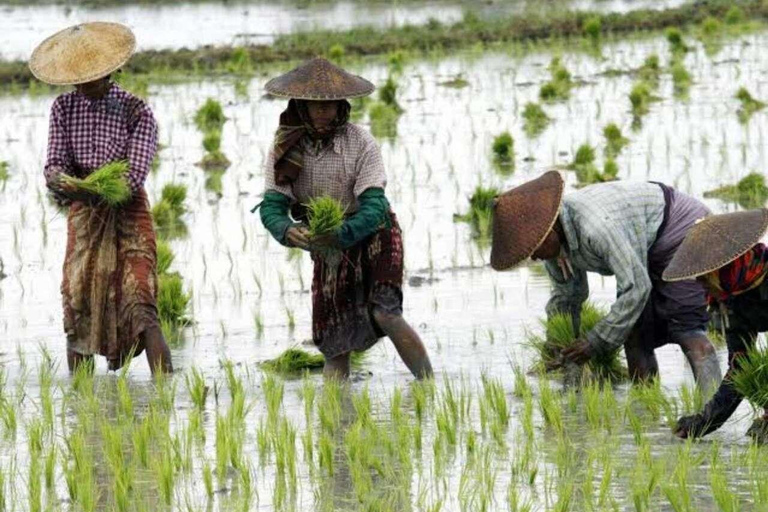 Sansibar: Kokosnussplantage, Reisfarm und Höhlentour