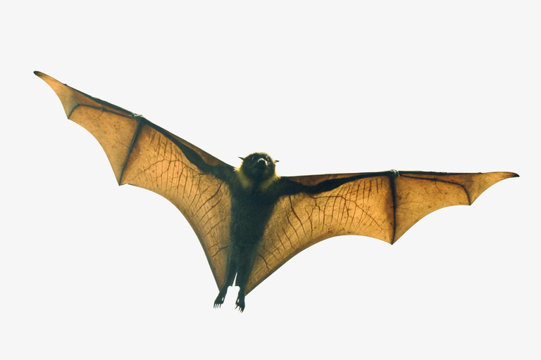 Sydney: Flying Fox Tour, Australia's Largest Bats Flying Fox Tour: Sydney's only Bat tour