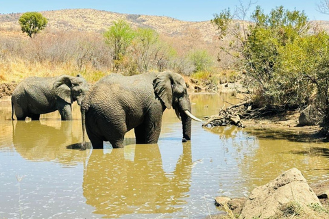 Dinokeng half safari for traveller's with limited time.