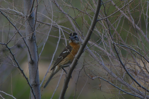 Denver: Crown Hill Park Birdwatching Tour with Lunch