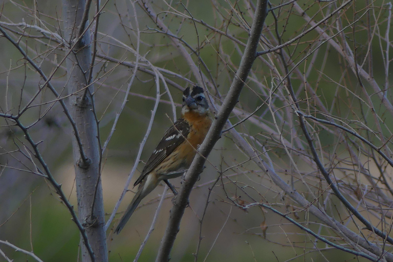 Denver: Crown Hill Park Birdwatching Tour with Lunch