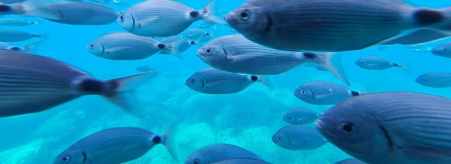 Roses : Excursion en catamaran sur la Costa Brava avec vue sous-marine