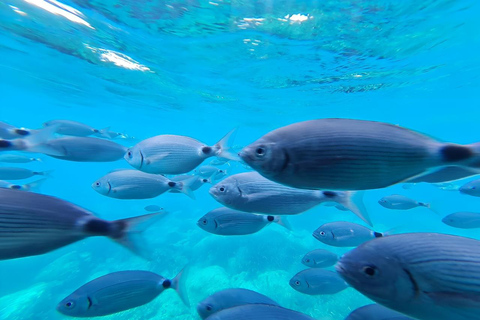 Roses: Costa Brava Catamaran Trip with Underwater Views From Roses: Center Compañía Els Blaus De Roses