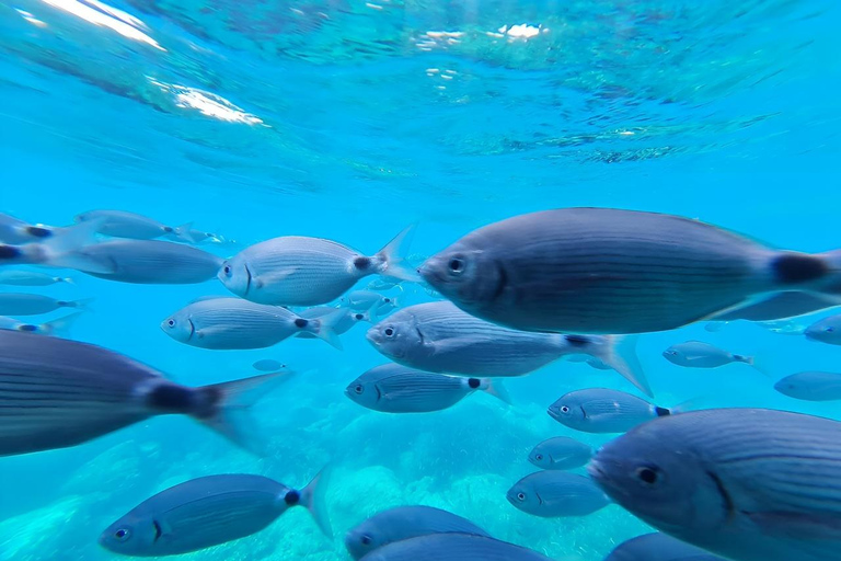 Roses: Costa Brava Catamaran Trip with Underwater Views From Santa Margarita: Compañía Els Blaus De Roses