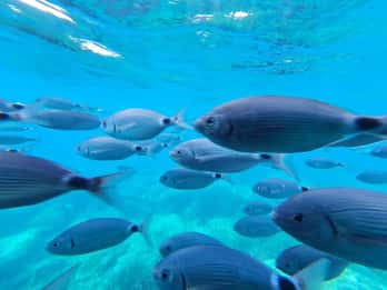 Roses: Costa Brava Catamaran Trip with Underwater Views