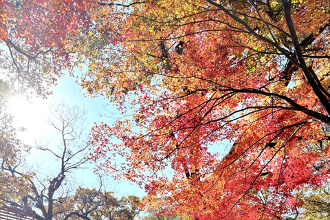 Seoul: Naejangsan National Park Autumn Foliage One Day Tour Shared Tour, Meet at Dongdaemun