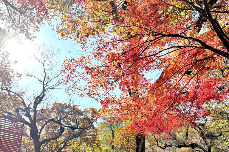 Seoul: Naejangsan National Park Autumn Foliage One Day Tour Shared Tour, Meet at Dongdaemun