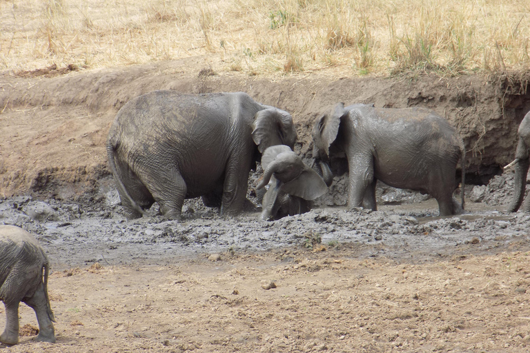 Arusha à : 3 jours au lac Manyara, au Ngorongoro et au Tarangire ...