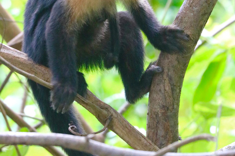 Uvita: Corcovado Rainforest & Wildlife Adventure