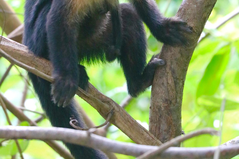 Uvita: Corcovado Rainforest & Wildlife Adventure