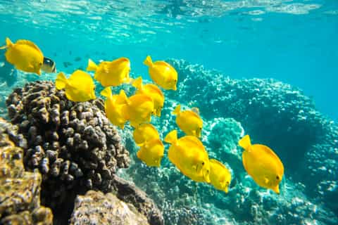From Honolulu: Waikiki Glass Bottom Boat Sunset Cruise