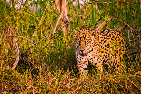 4-dagars äventyr i Amazonas djungel