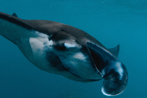 From Bali: Nusa Penida Private Snorkeling Tour with Lunch Shared Boat Trip with Meeting Point at Sanur