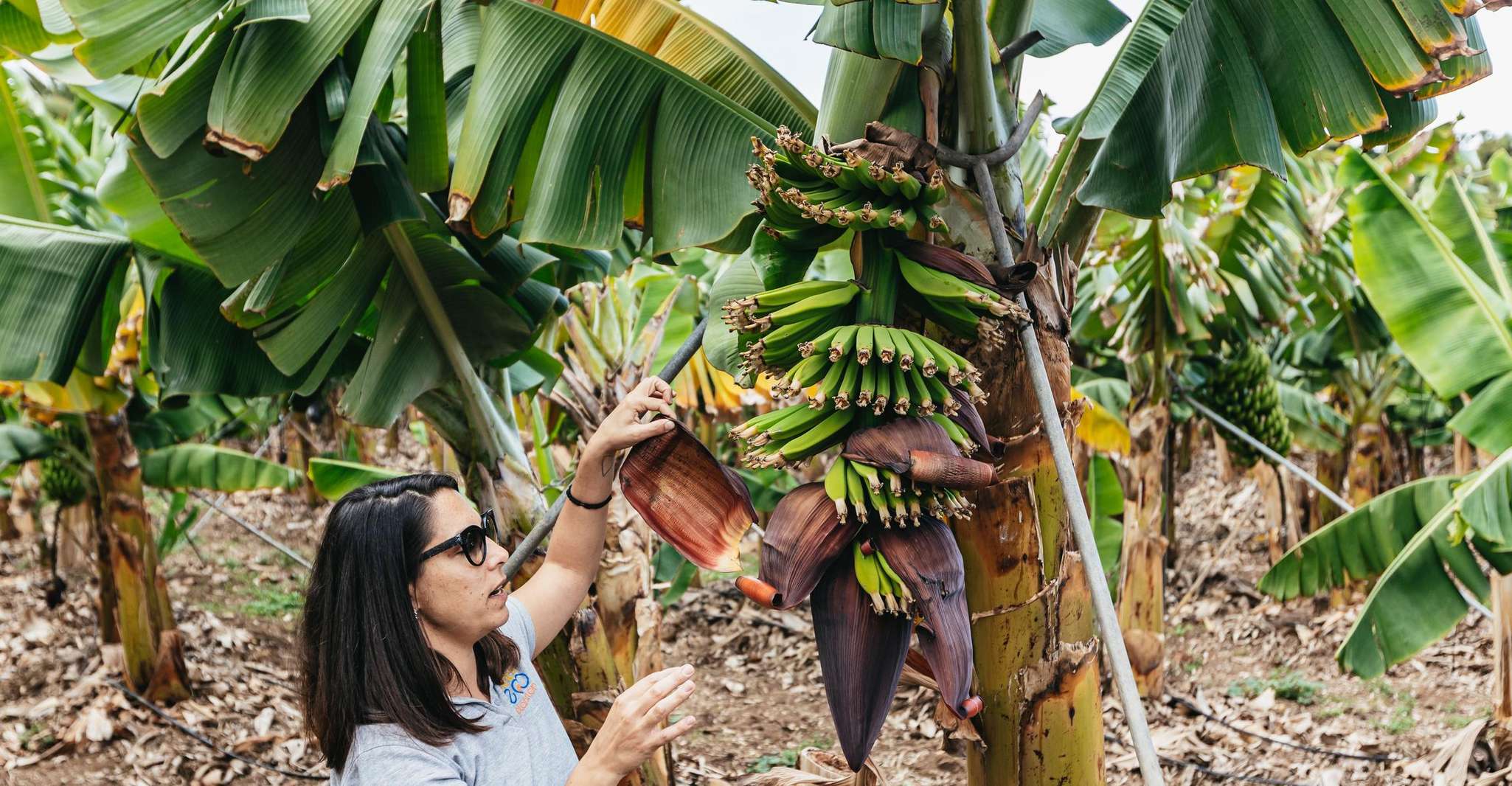 La Orotava, Ecological Banana Plantation Guided Tour - Housity