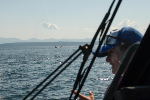 Vancouver: Excursión en zodiac para avistar ballenas desde Granville IslandVancouver: excursión en zodiac para avistar ballenas desde Granville Island