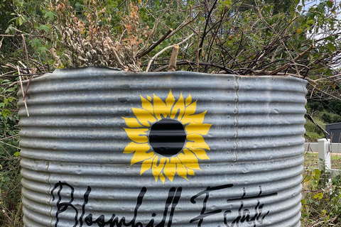 Carool: Bloomhill Estate Sunflower Farm Tour Experience
