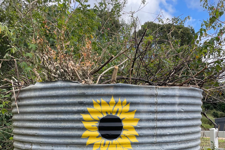Carool: Bloomhill Estate Sunflower Farm Tour Experience