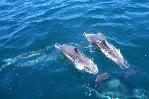 Dolphin Watching in Trincomalee